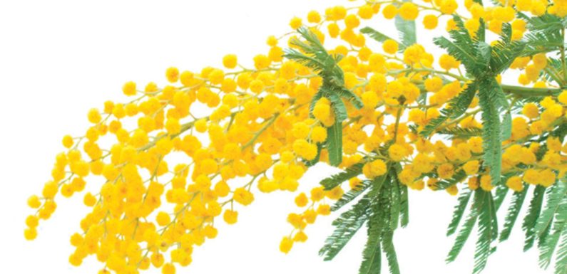 Mimoza