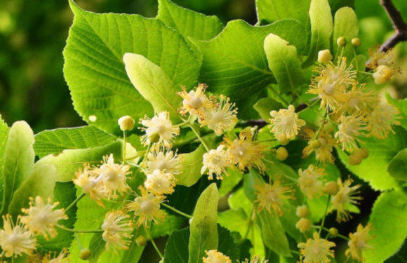 LIPA(Tilia Cordata,Tilia Platyphyllos)