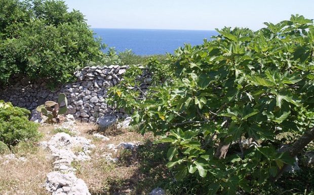 SMOKVA (Ficus carica)