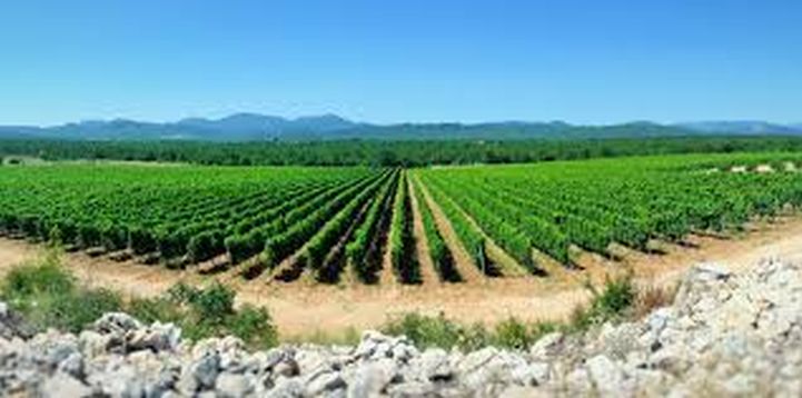 RASADNIK „PLANTAŽA“