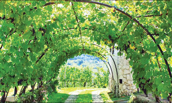 VINOVA LOZA (Vitis vinifera)