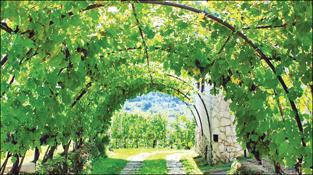 VINOVA LOZA (Vitis vinifera)