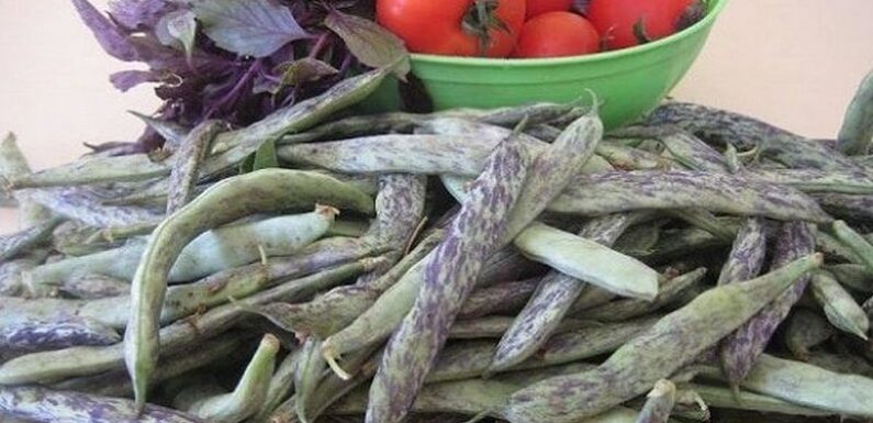 GRAH (Phaseolus vulgaris)