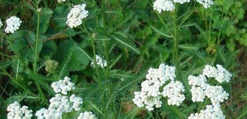 KUNICA (Achillea millefolium)
