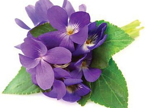 LJUBIČICA (Viola odorata)