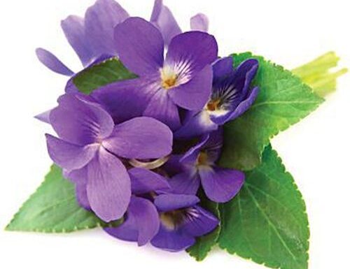 LJUBIČICA (Viola odorata)