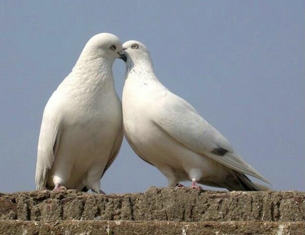 golubovi mira