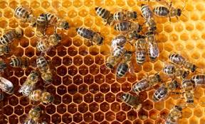 PČELE PREPOZNAJU LICA
