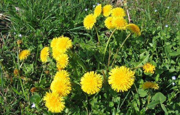 MASLAČAK(Taraxacum officinale)