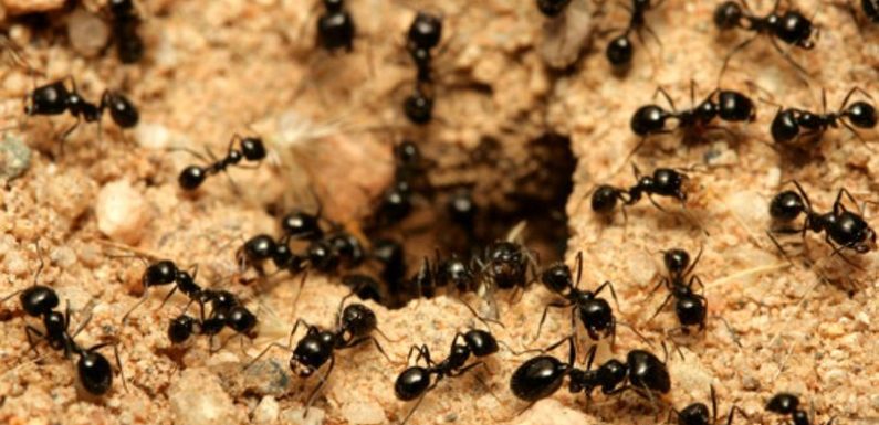Snažni i vrijedni mravi