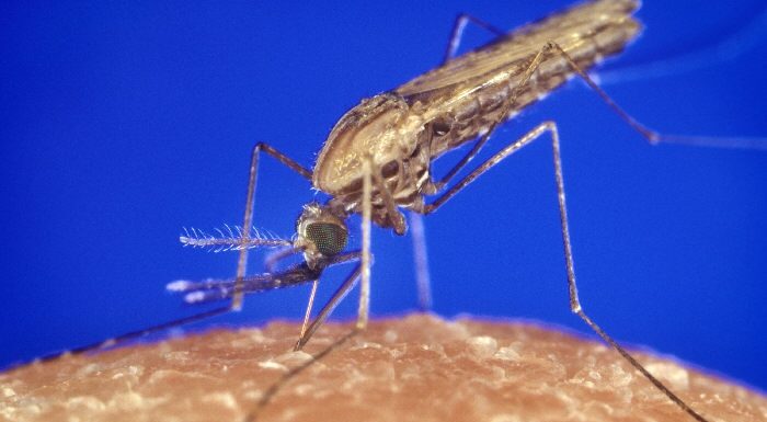 Zašto komarci neke ljude ujedaju redovno, a druge zaobilaze