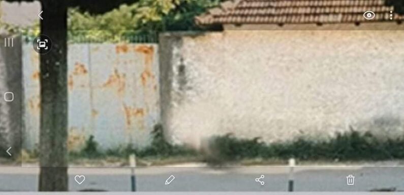 KAKO SAM ZAMRZIO SMOKVE