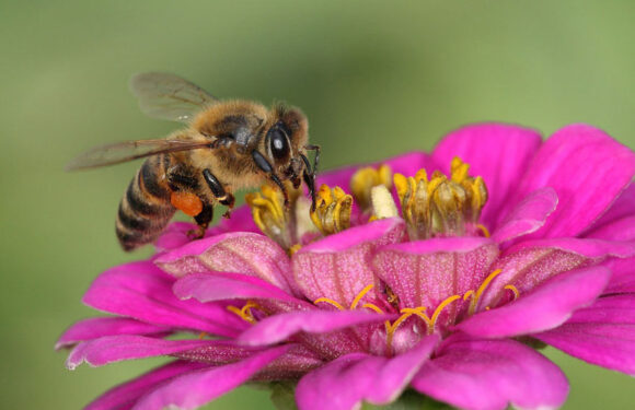 BAJRO PERVA: PČELA